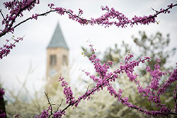 Tower Red Bud Trees