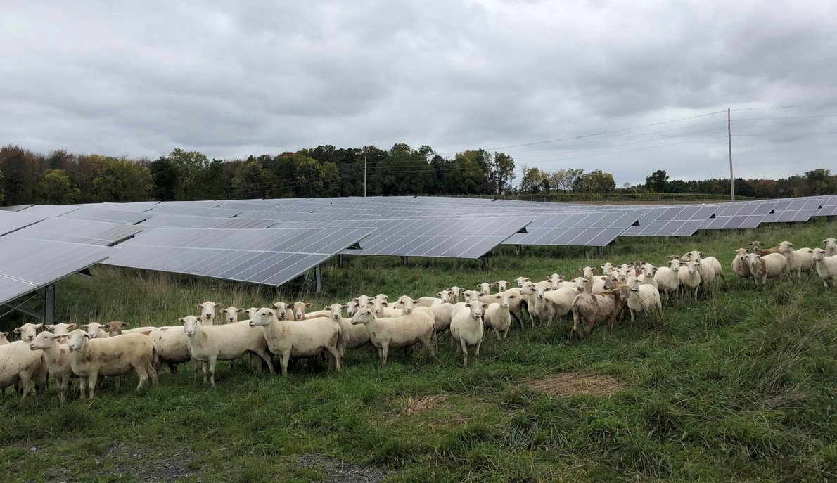 Sheep lawnmowers at solar farm