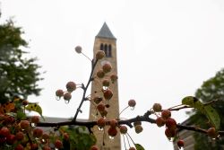 Berries dripping with rain near McGraw Tower.