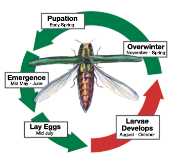 Image of Life cycle of Emerald Ash Borer