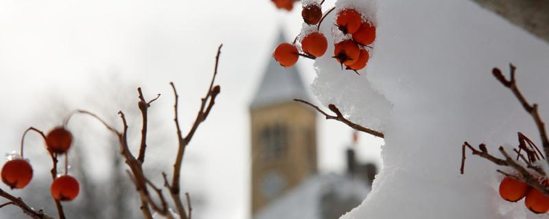 McGraw Tower in snow with berries in foreground